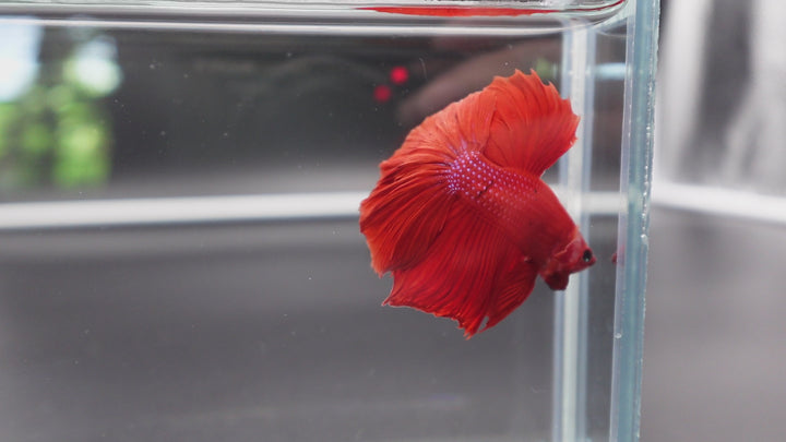 Halfmoon Red Betta Fish