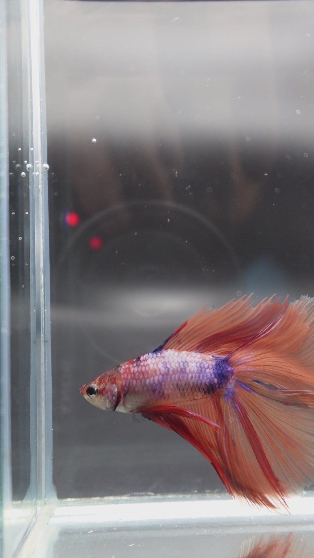 Rare Fullmoon Multicolors Betta Fish