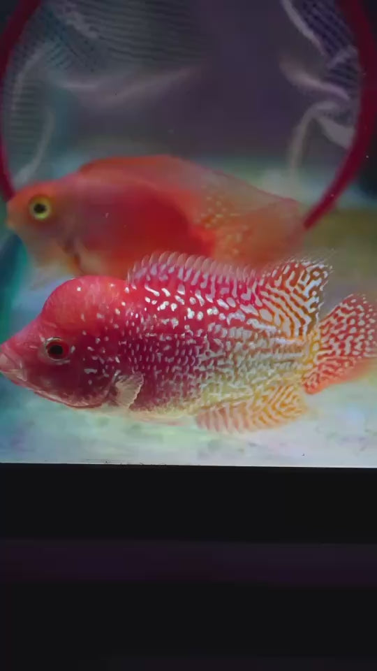Rare Kamfa Golden Base Flowerhorn 3.5 inch