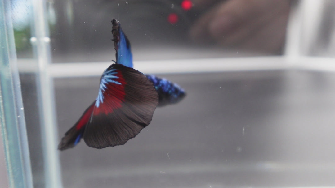 Rare Halfmoon Black Star Betta Fish