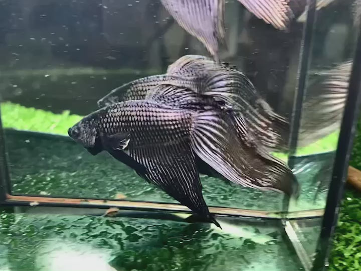 Pair Veiltail Black Dragon Betta Fish