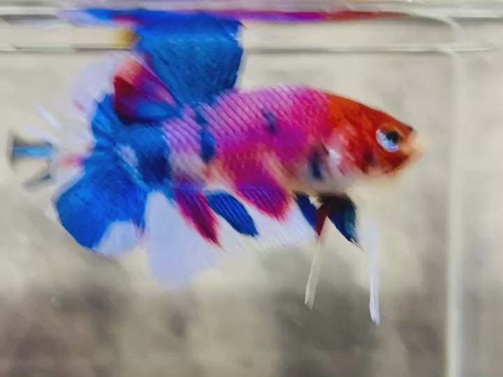 Rare Koi Multicolors Betta Fish