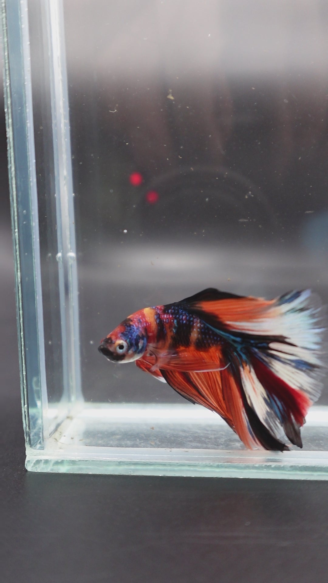 Rare Halfmoon Multicolors Betta Fish