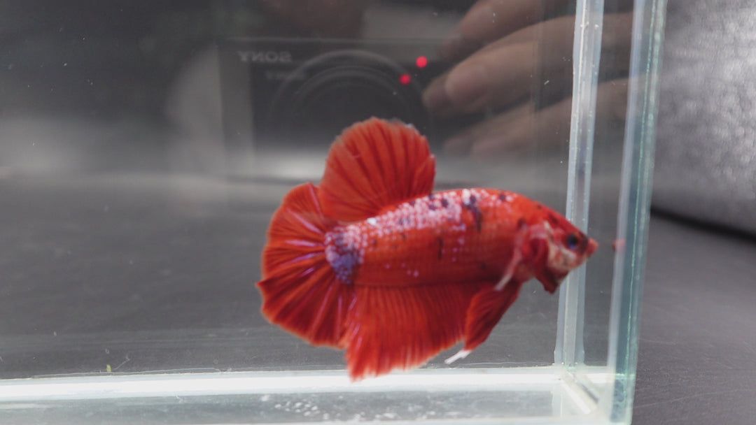 Rare Giant Bloody Red Betta Fish 