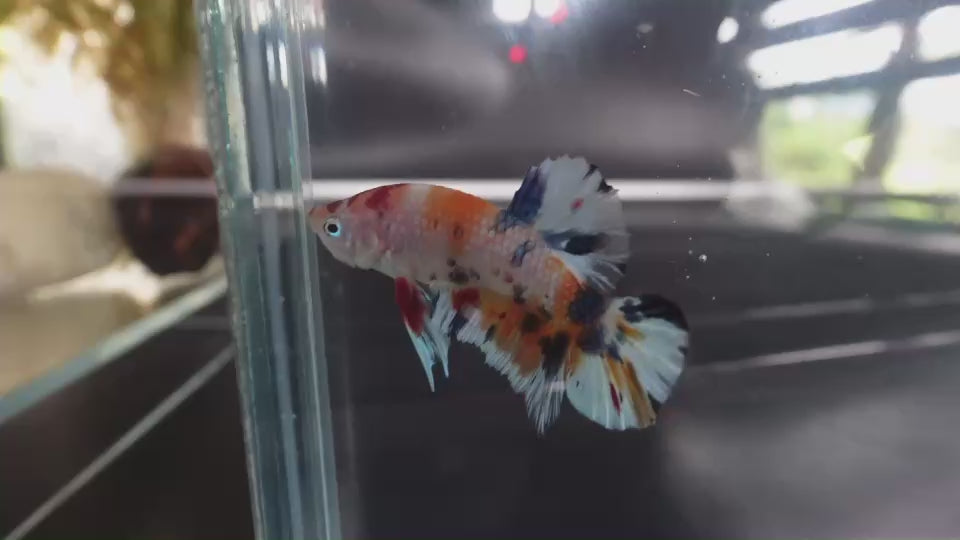 Rare Koi Multicolors Betta Fish
