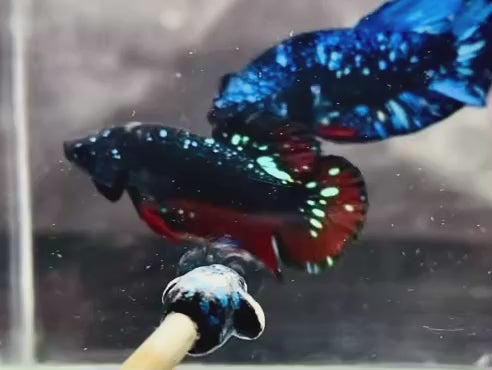 Rare Avatar Betta Fish