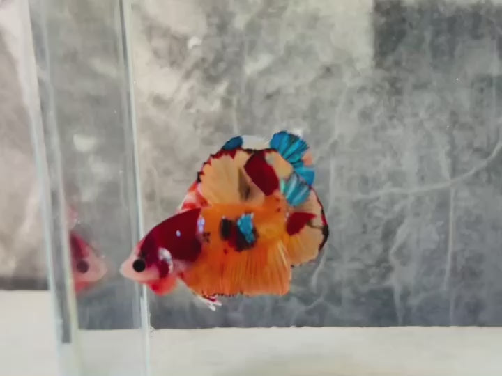 Rare Pair Koi Multicolors Betta Fish