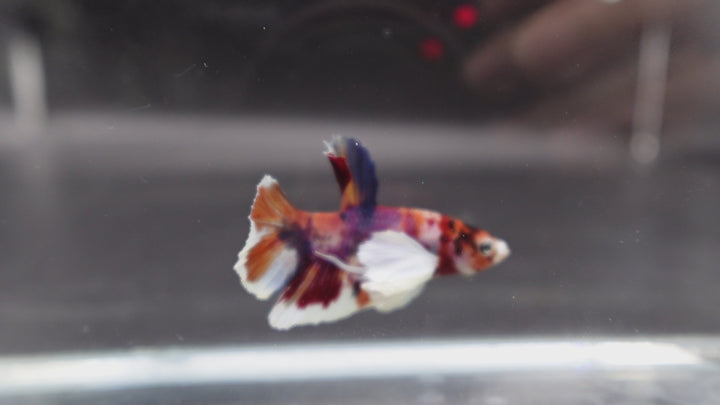 Competition grade - Dumbo Multicolors Betta Fish