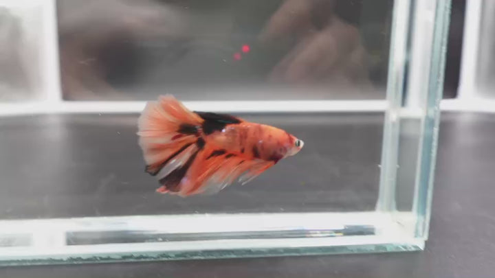 Rare Halfmoon Multicolors Betta Fish