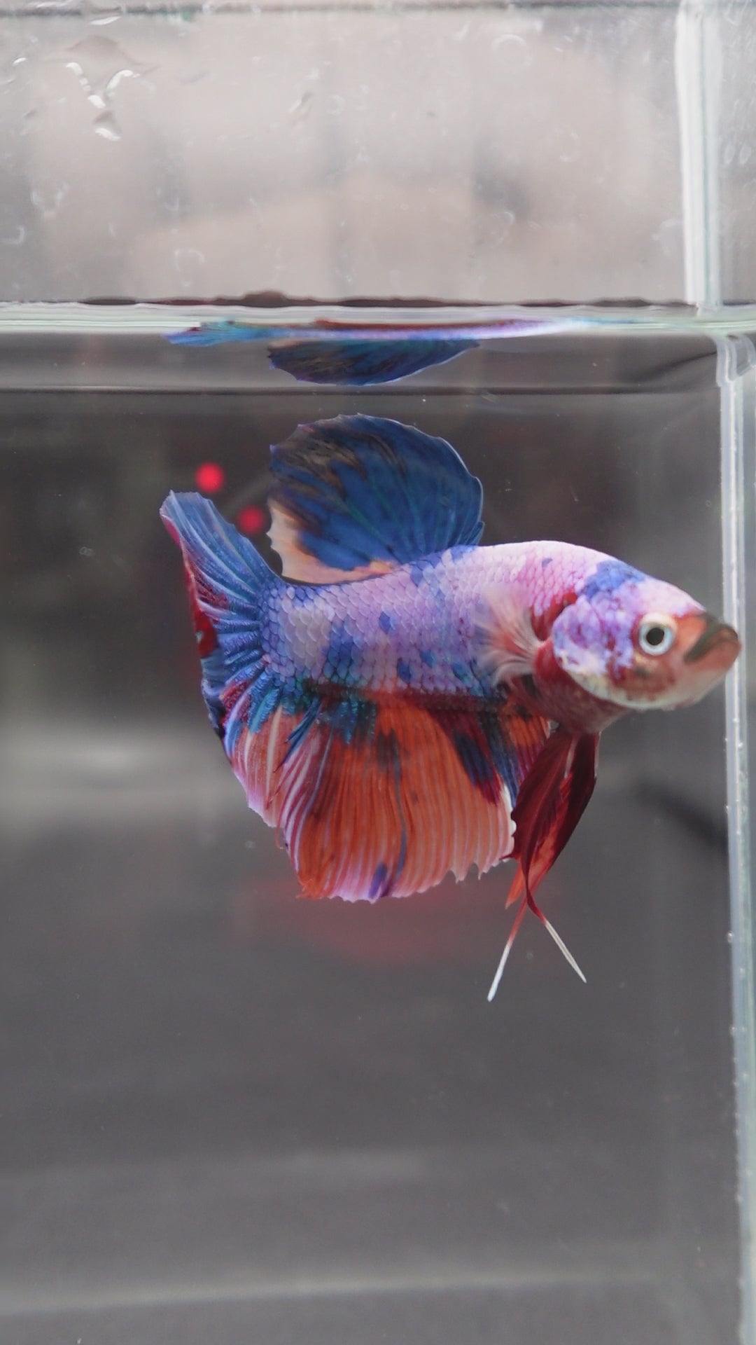 Rare Giant Multicolors Betta Fish