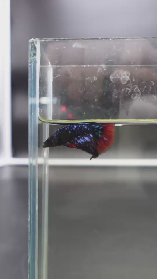 Rare Avatar Betta Fish