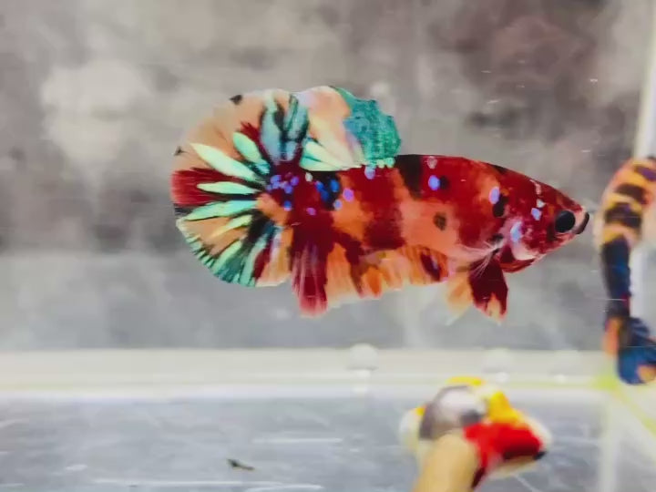 Rare Pair Koi Multicolors Betta Fish