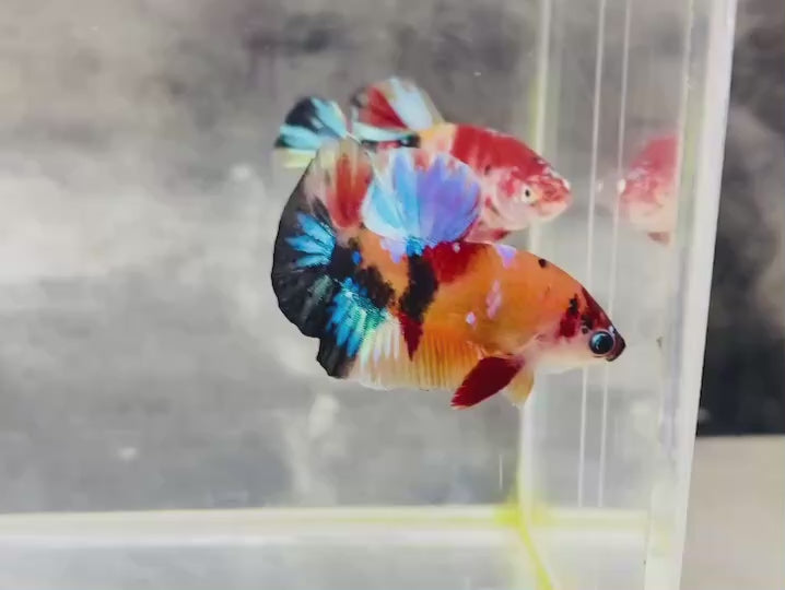 Rare Koi Multicolors Betta Fish