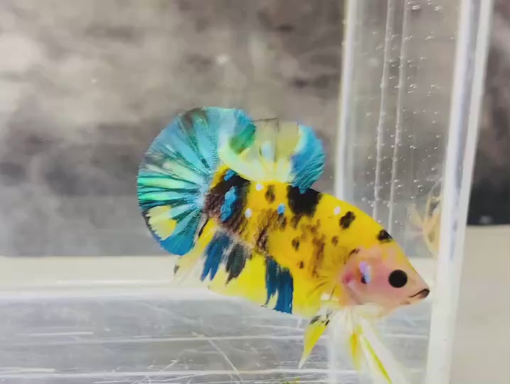  Rare Pair Koi Multicolors Betta Fish