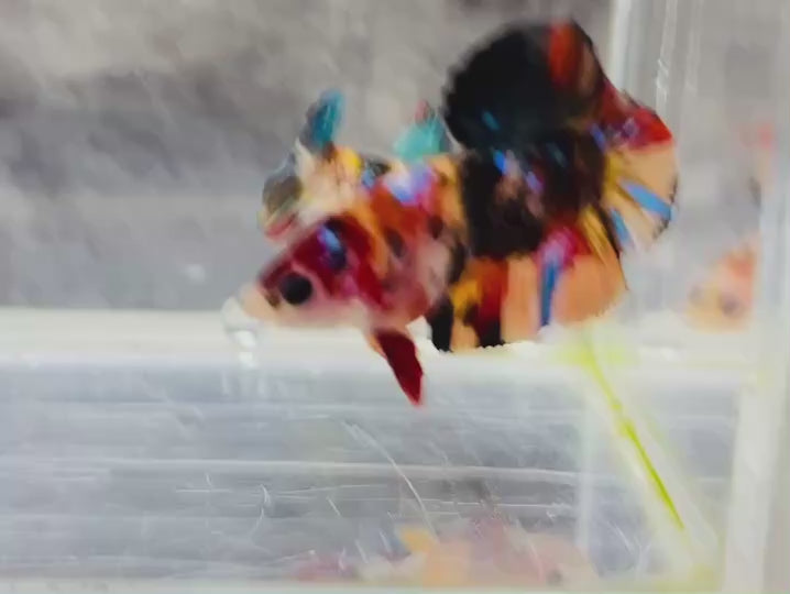 Rare Pair Koi Multicolors Betta Fish