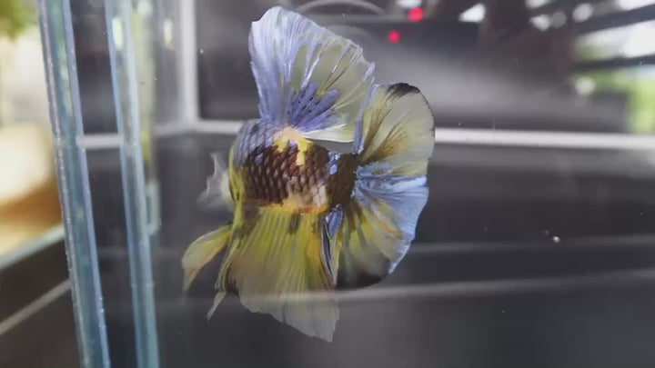 Rare Giant Multicolors Betta Fish