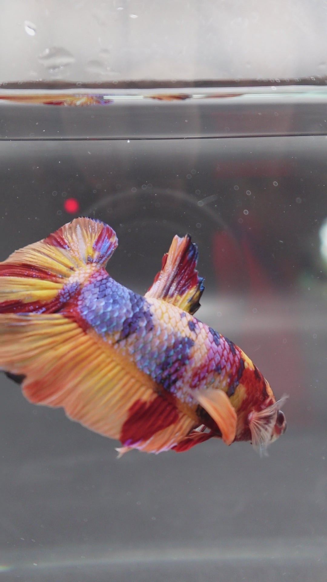 Rare Giant Multicolors Betta Fish