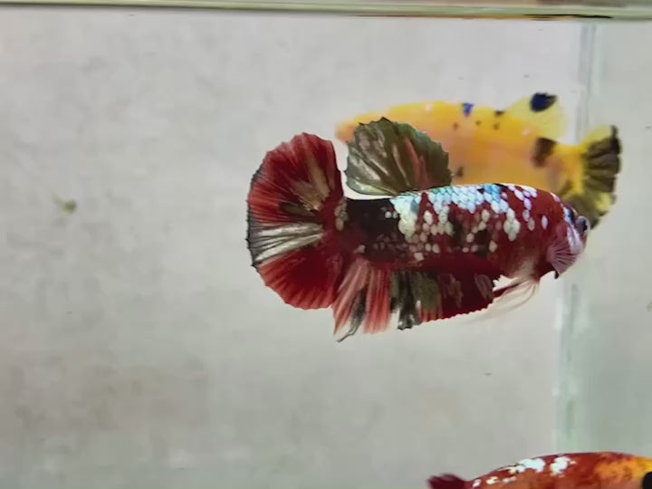 Rare Pair Red Copper Betta Fish