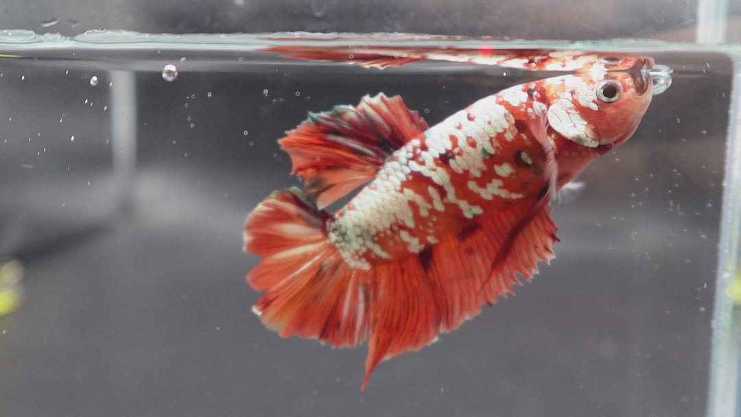 Rare Giant Red Copper Betta Fish