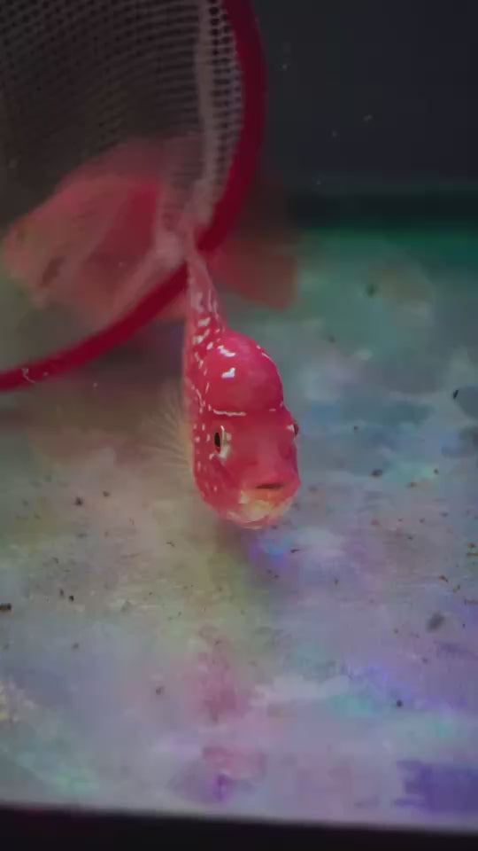 Rare Kamfa Golden Base Flowerhorn 3.5 inch