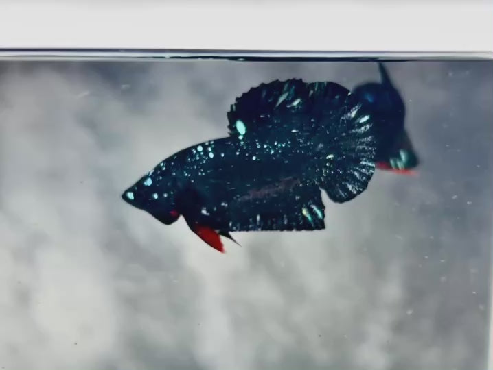 Rare Avatar Betta Fish