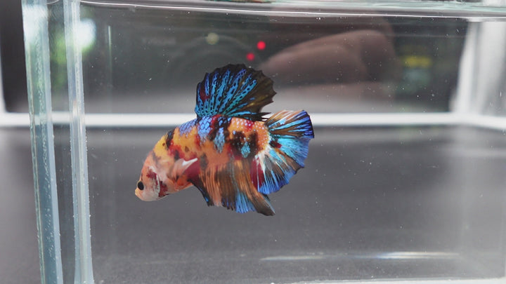Rare Giant Multicolors Betta Fish