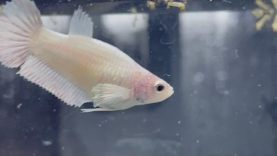 Rare Dumbo White Betta Fish