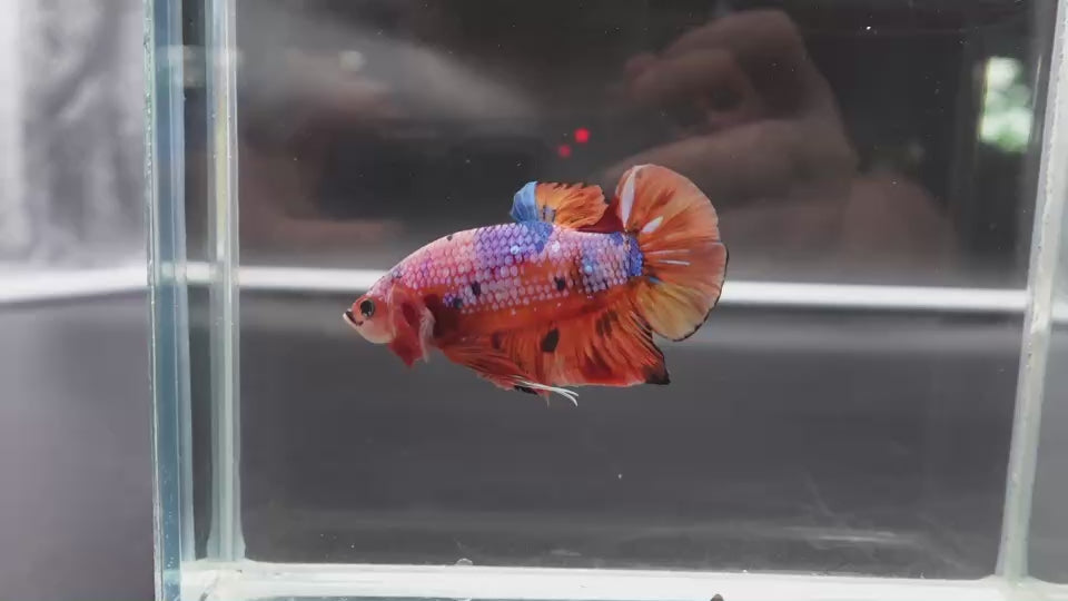 Rare Giant Multicolors Betta Fish