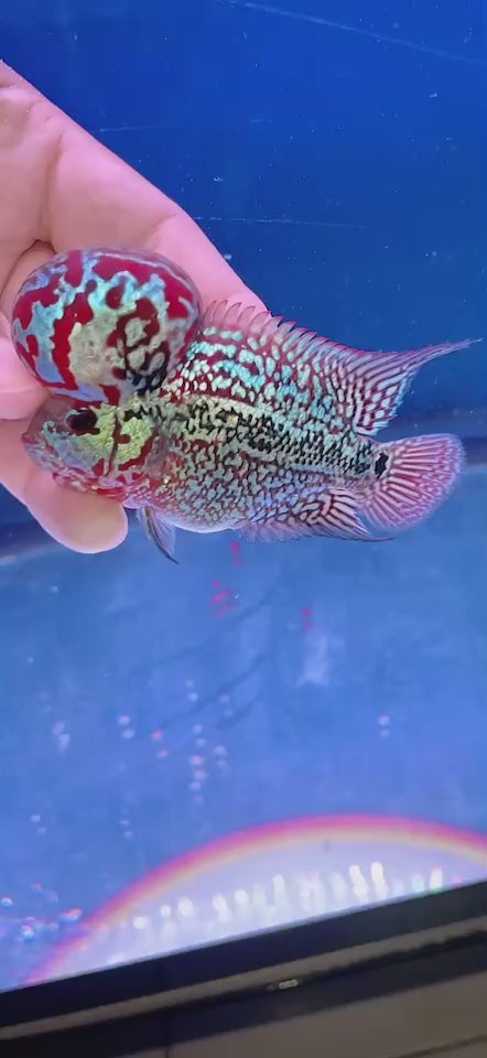 Rare Flowerhorn 4 inch