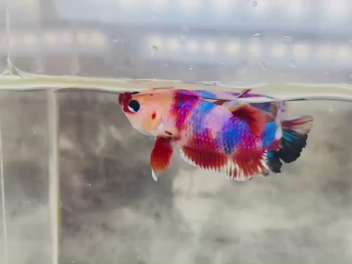 Rare Koi Multicolors Betta Fish