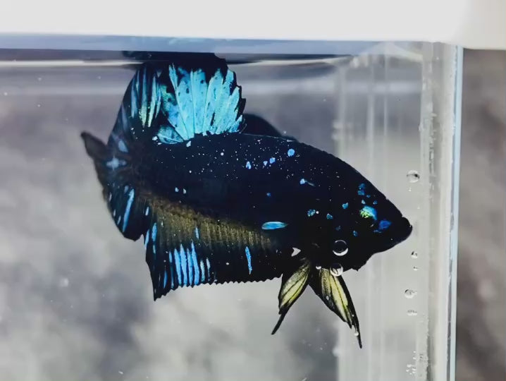 Rare Avatar Betta Fish