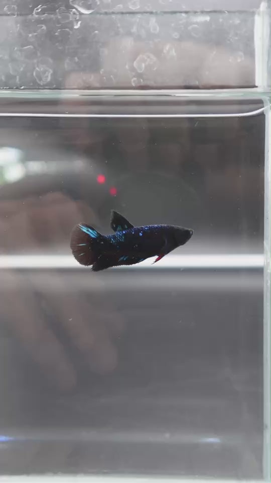 Rare Avatar Betta Fish