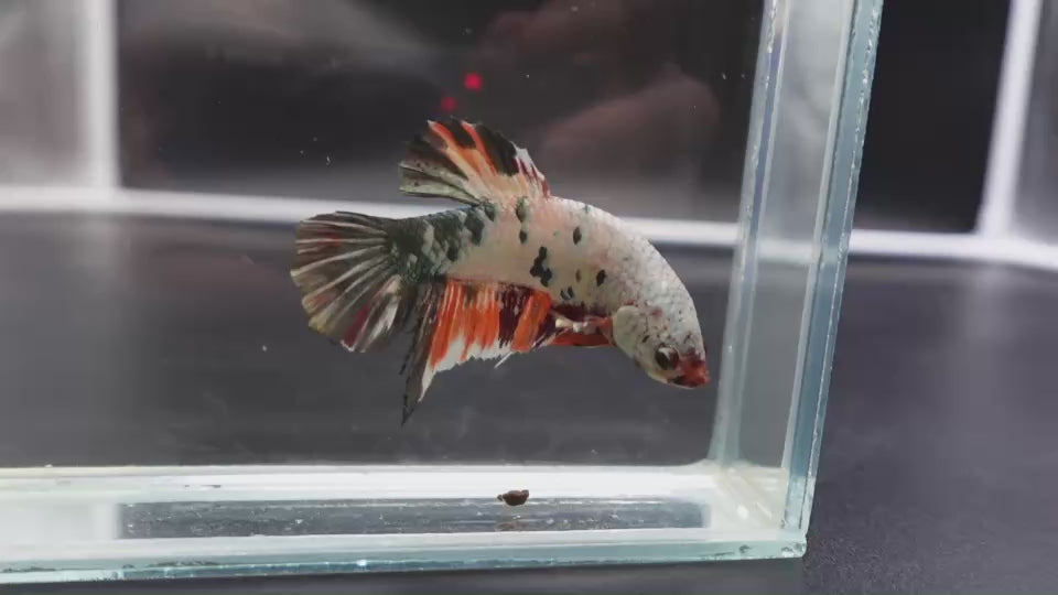 Rare Giant Multicolors Betta Fish