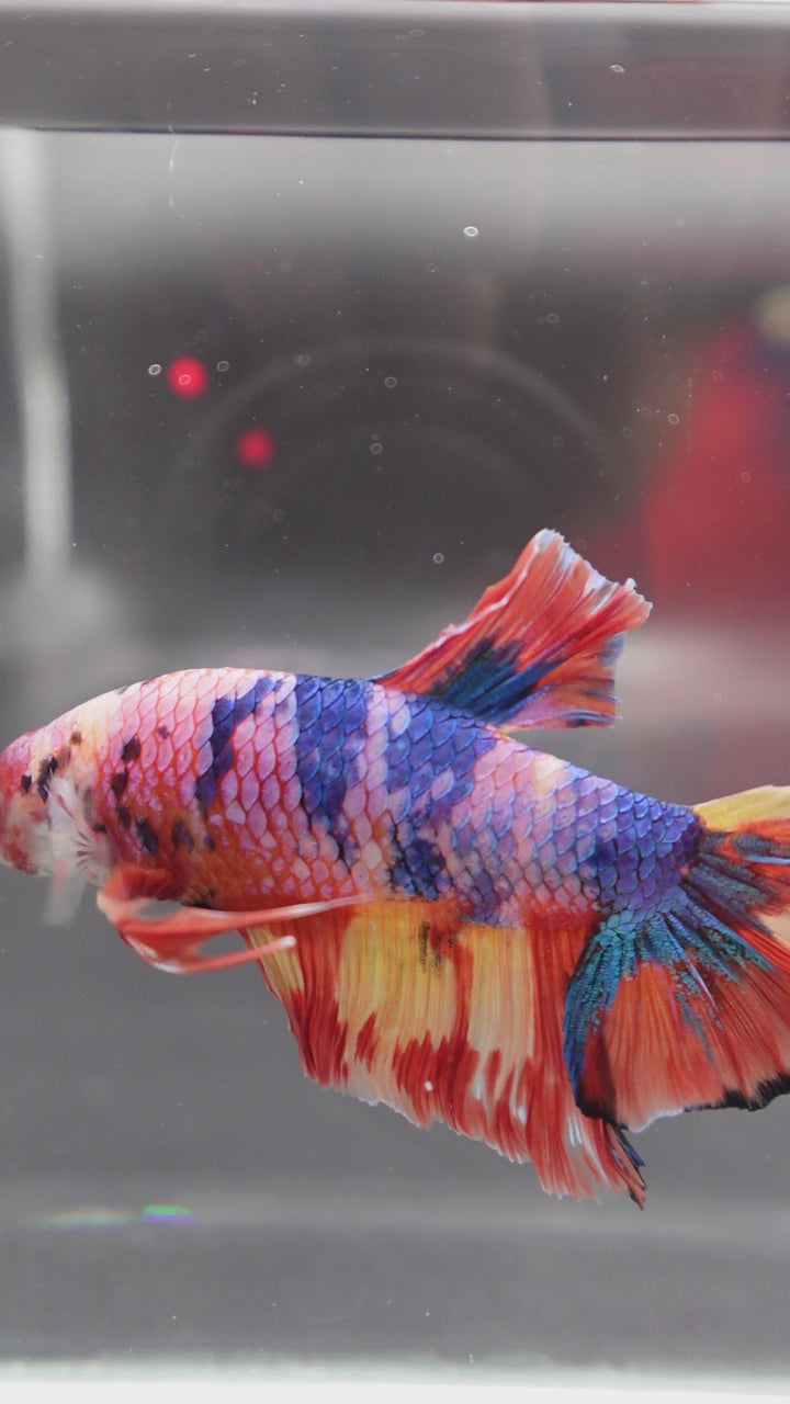 Rare Giant Multicolors Betta Fish