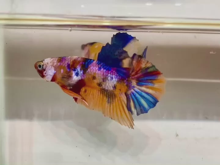 Rare Pair Koi Multicolors Betta Fish