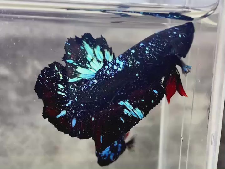 Rare Avatar Betta Fish