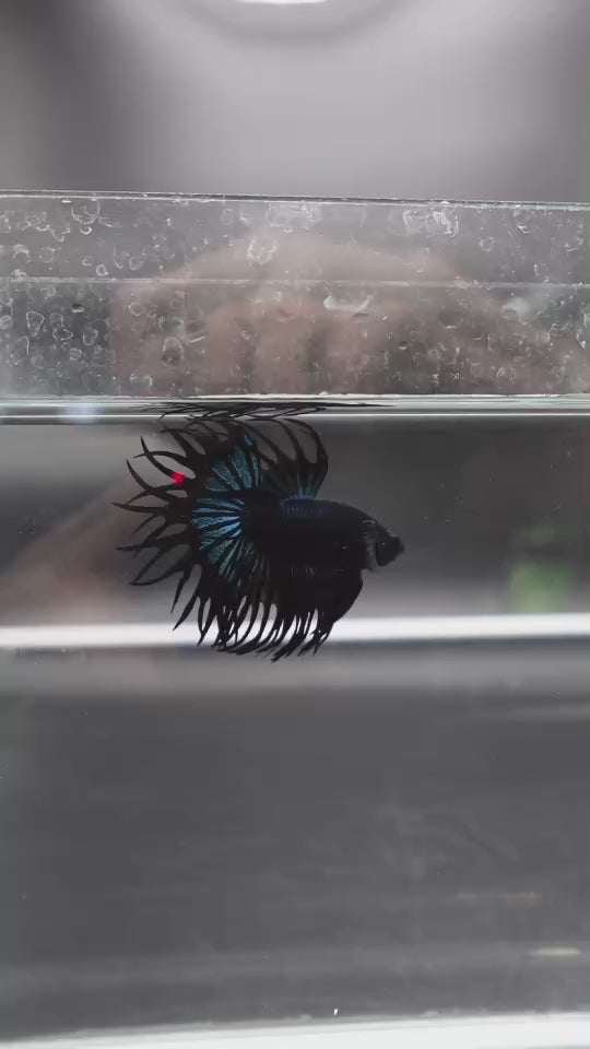 Rare King Crowntail Betta Fish