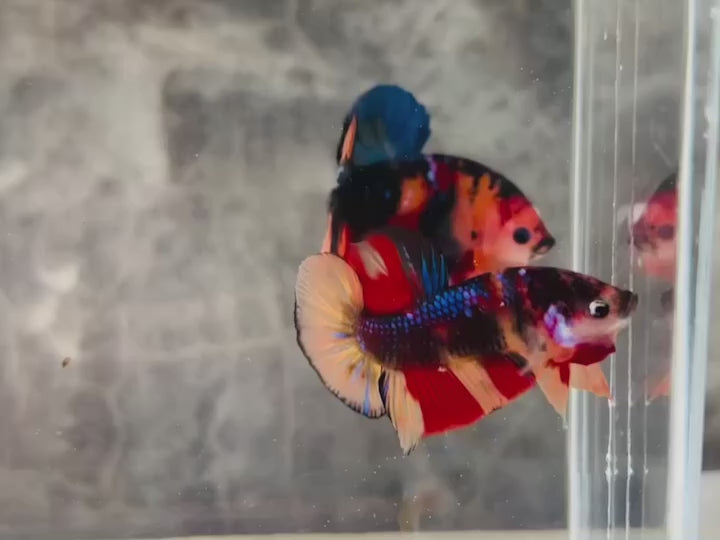 Rare Koi Multicolors Betta Fish