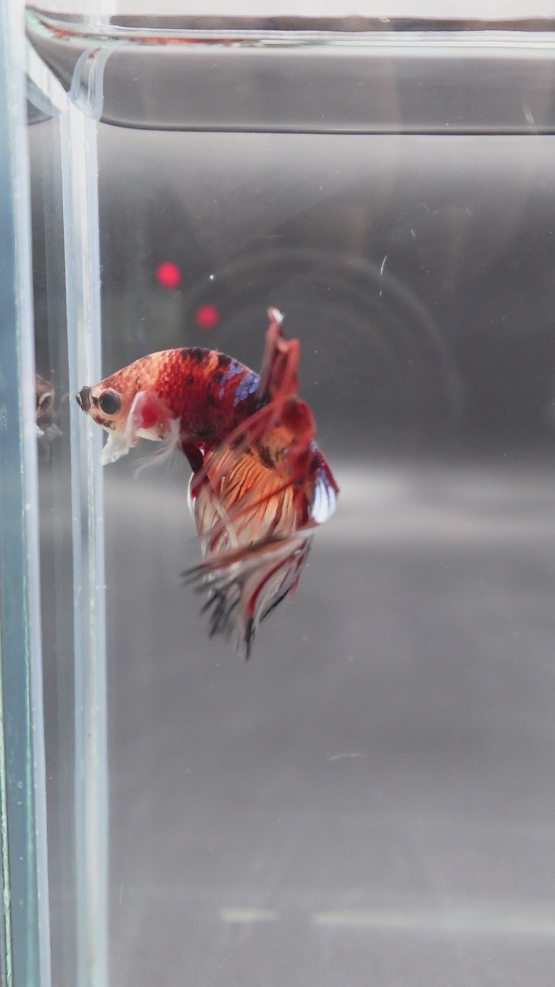 Rare Multicolors Crowntail Betta Fish