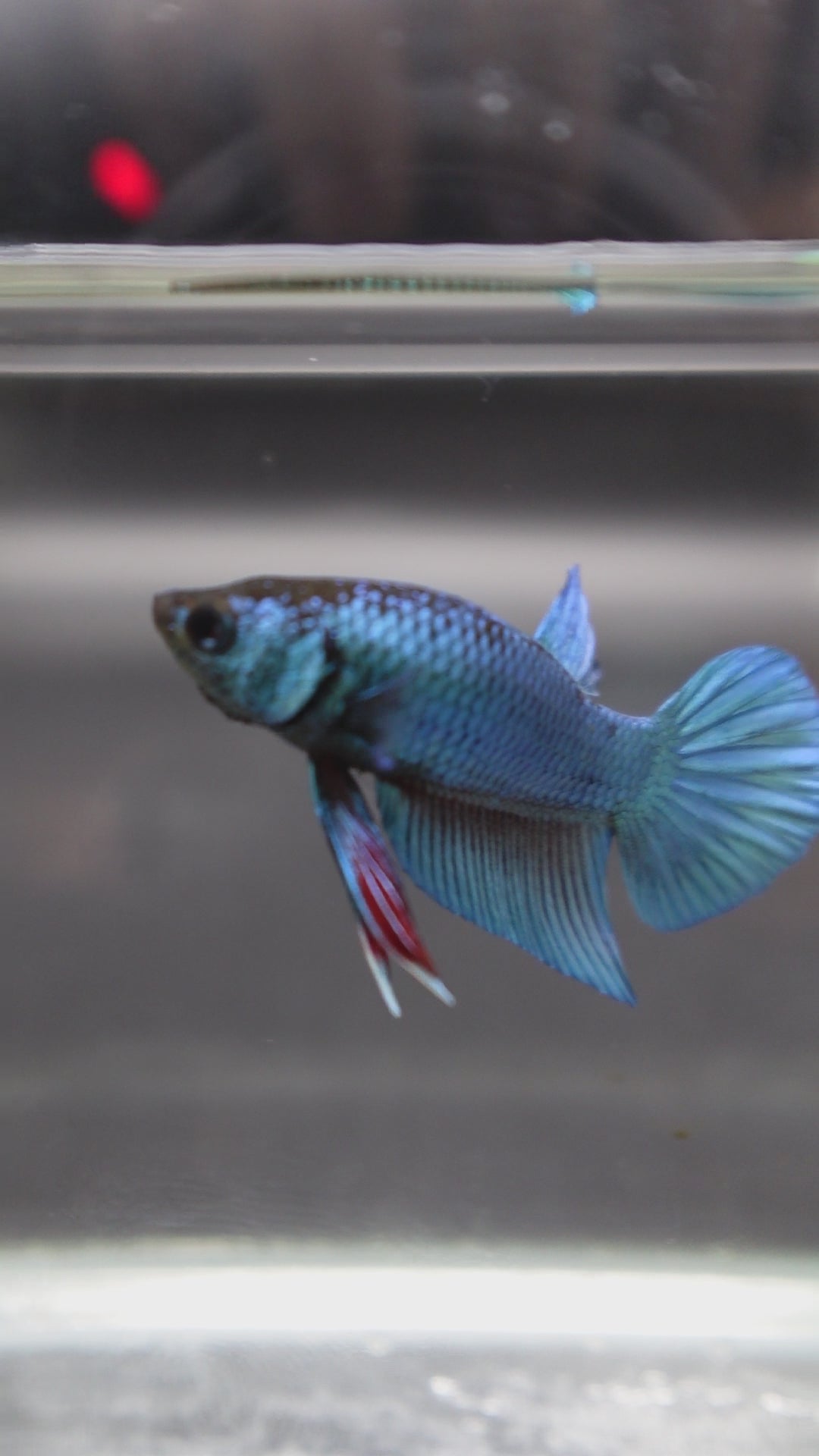 Hybrid Blue Ocean Wild Betta Fish