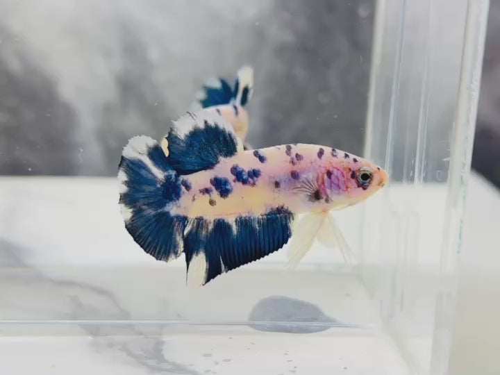 Rare Pair Blue Marble Betta Fish
