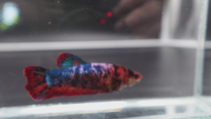 Rare Giant Multicolors Betta Fish