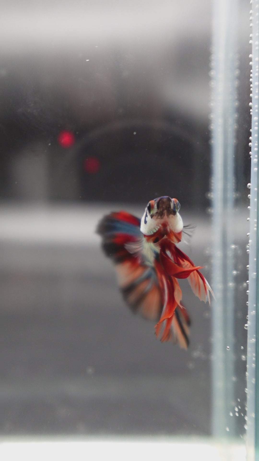 Competition Halfmoon Multicolors Betta Fish