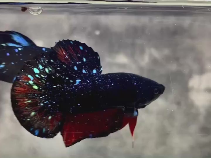 Rare Avatar Betta Fish
