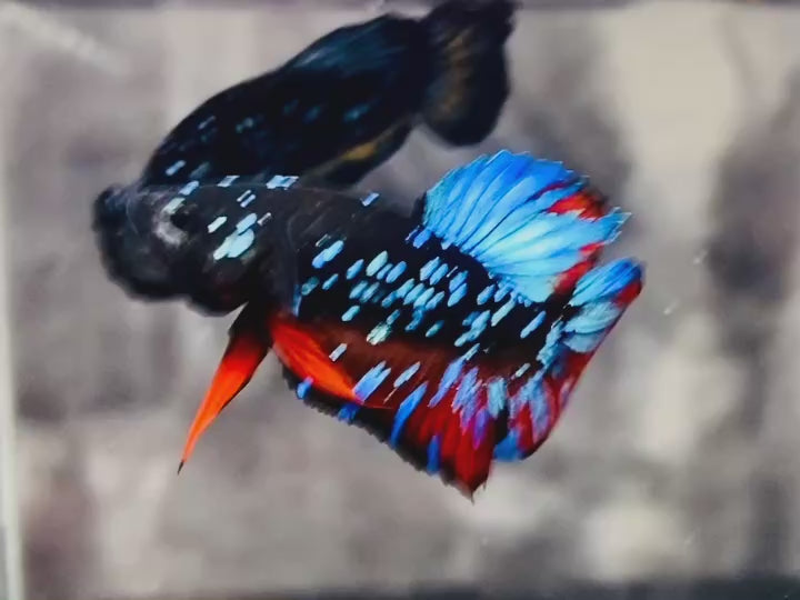 Rare-Avatar-Betta-Fish-AV1019