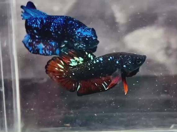 Rare Avatar Betta Fish
