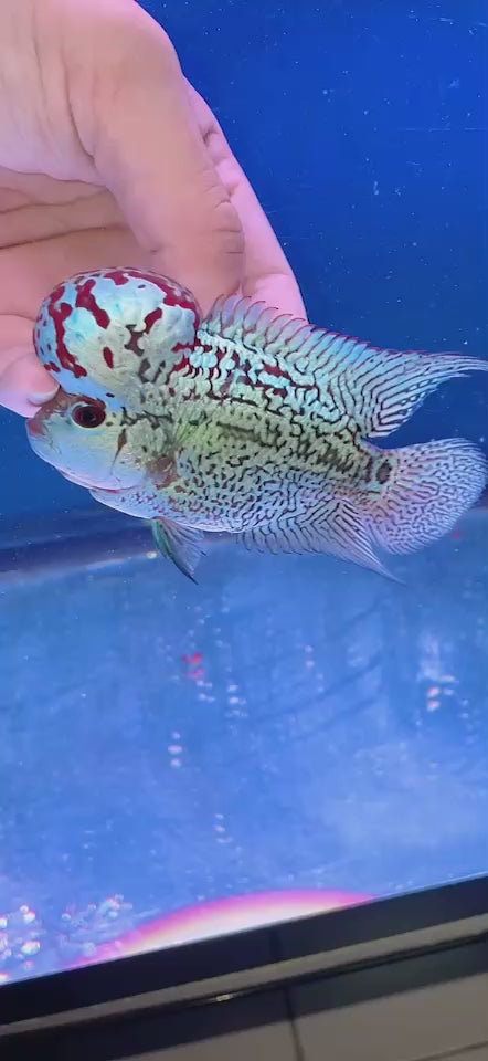 Rare Flowerhorn 4 inch