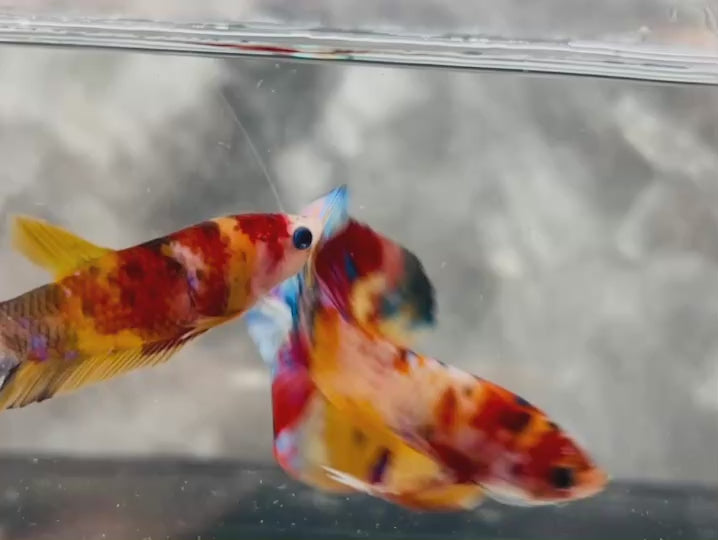 Rare Pair Koi Multicolors Betta Fish