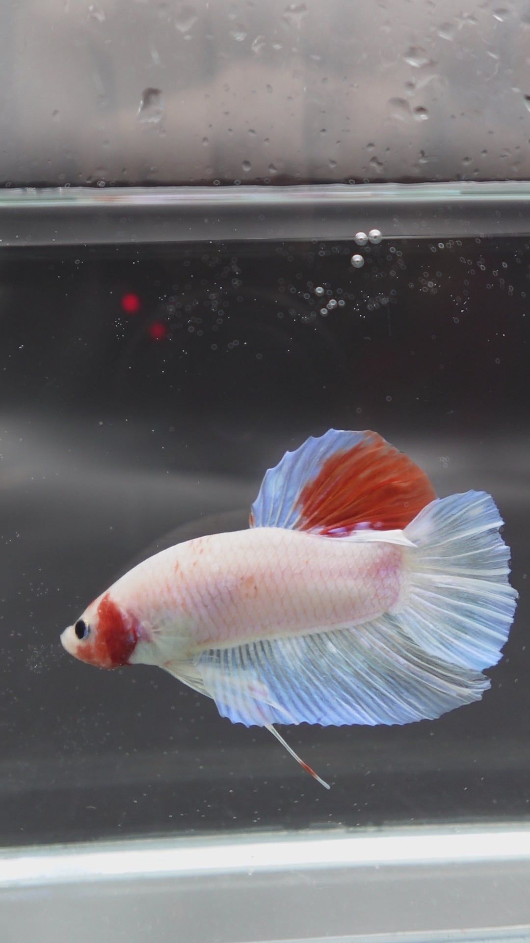 Competition Giant Koi Betta Fish