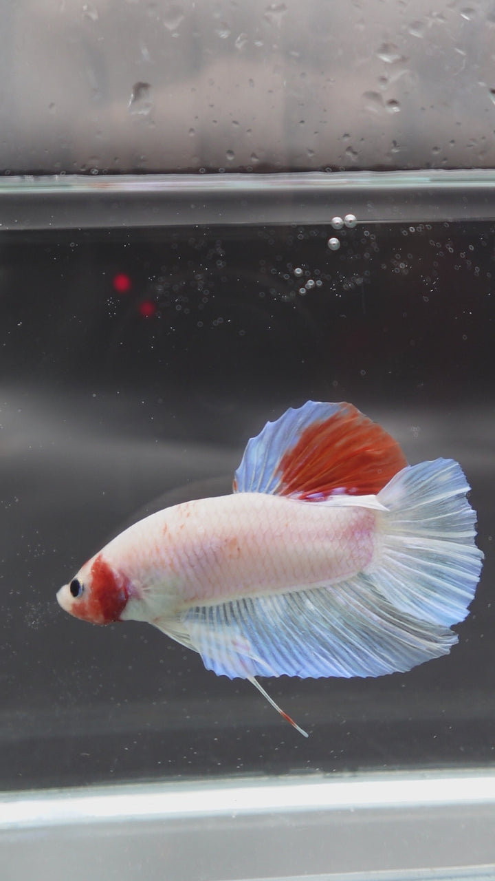 Competition Giant Koi Betta Fish